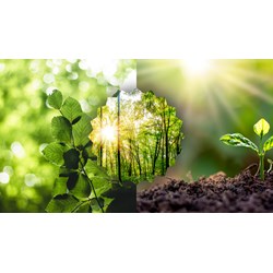 Thuyết minh về vai trò của cây cối bảo vệ môi trường sống siêu hay