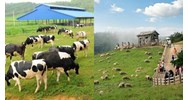 Khoảng cách an toàn tối thiểu trong chăn nuôi trang trại từ 1/2/2024