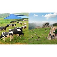 Khoảng cách an toàn tối thiểu trong chăn nuôi trang trại từ 1/2/2024