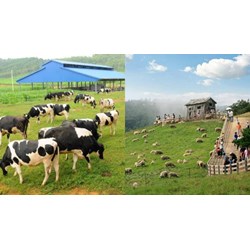 Khoảng cách an toàn tối thiểu trong chăn nuôi trang trại từ 1/2/2024