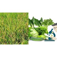 Quy trình giám định bệnh cây hương lúa là dịch hại kiểm dịch thực vật?
