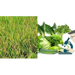 Quy trình giám định bệnh cây hương lúa là dịch hại kiểm dịch thực vật?