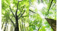 Dịch vụ môi trường rừng là gì? Các loại dịch vụ môi trường rừng?