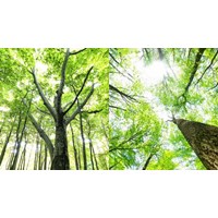 Dịch vụ môi trường rừng là gì? Các loại dịch vụ môi trường rừng?