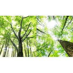 Dịch vụ môi trường rừng là gì? Các loại dịch vụ môi trường rừng?