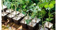 Tiêu chuẩn chọn cành giâm là? - Công nghệ lớp 7