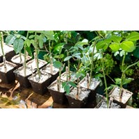 Tiêu chuẩn chọn cành giâm là? - Công nghệ lớp 7