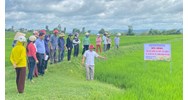 Trồng lúa theo tiêu chuẩn VietGAP có ưu điểm gì? - Công nghệ 10