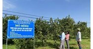 Trồng cam theo tiêu chuẩn VietGAP mang lại lợi ích gì? Công nghệ 10