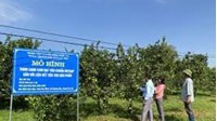 Trồng cam theo tiêu chuẩn VietGAP mang lại lợi ích gì? Công nghệ 10