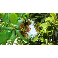 Thuyết minh về cây bàng chọn lọc hay nhất
