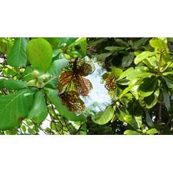 Thuyết minh về cây bàng chọn lọc hay nhất