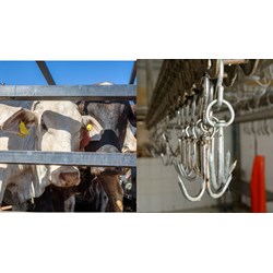 Cơ sở giết mổ gia súc có phải nộp phí bảo vệ môi trường với nước thải công nghiệp?