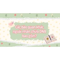 Các bào quan khác ngoài nhân chứa DNA bao gồm?