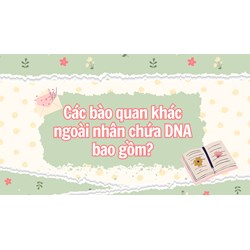 Các bào quan khác ngoài nhân chứa DNA bao gồm?