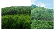 Hộ gia đình được Nhà nước giao rừng phòng hộ không thu tiền sử dụng?