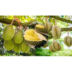 Thuyết minh về cây Sầu Riêng chọn lọc hay nhất