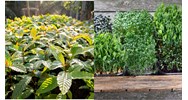 Các giống có tính kháng bệnh được ưu tiên sử dụng khi trồng rừng mới