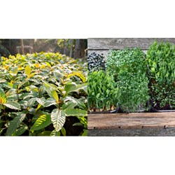 Các giống có tính kháng bệnh được ưu tiên sử dụng khi trồng rừng mới