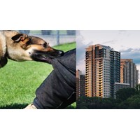 Chó nuôi trong chung cư cắn người ai phải chịu trách nhiệm?