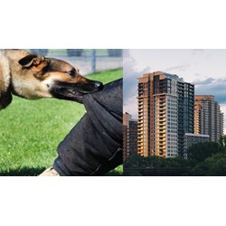 Chó nuôi trong chung cư cắn người ai phải chịu trách nhiệm?