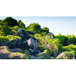 Thuyết minh về đồi Tức Dụp chọn lọc hay nhất