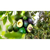 Thuyết minh về cây bơ chọn lọc hay nhất - Văn mẫu lớp 9