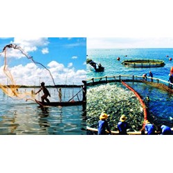 Cấm cản trở trái phép đường di cư tự nhiên các loài thủy sản