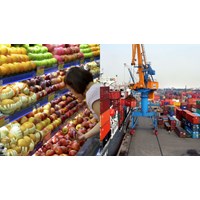 Phương pháp kiểm tra củ, quả xuất nhập khẩu và quá cảnh thế nào?
