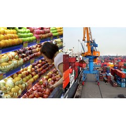 Phương pháp kiểm tra củ, quả xuất nhập khẩu và quá cảnh thế nào?