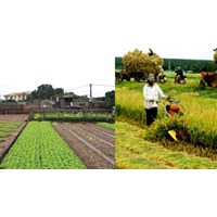 Mức bồi thường diện tích đất nông nghiệp còn lại không thể canh tác khi thu hồi