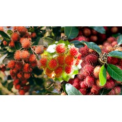 Thuyết minh về cây Chôm Chôm chọn lọc, hay nhất, đạt điểm cao