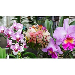 Thuyết minh về hoa Lan chọn lọc hay nhất - Văn mẫu lớp 8