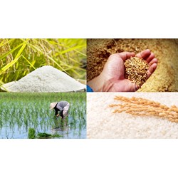 Đăng ký nhãn hiệu cho sản phẩm gạo tại Việt Nam như thế nào?