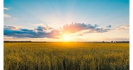 Soạn bài Nắng đã hanh rồi - Chân trời sáng tạo ngắn gọn, đầy đủ