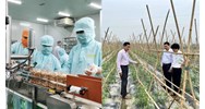 Xây dựng danh mục dịch hại diện điều chỉnh trong kiểm dịch thực vật