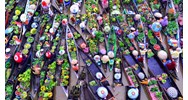 Soạn Chợ nổi - nét văn hóa sông nước miền Tây ngắn gọn, đầy đủ nhất