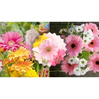 Thuyết minh về hoa đồng tiền chọn lọc hay nhất