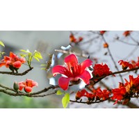 Thuyết minh về cây hoa gạo chọn lọc hay nhất