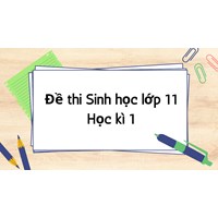 Đề thi Sinh học lớp 11 Học kì 1 có đáp án chi tiết nhất