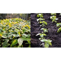 Hồ sơ đề nghị đưa giống cây trồng vào Danh mục được ưu tiên bảo vệ