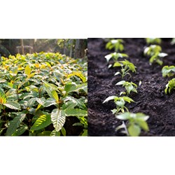 Hồ sơ đề nghị đưa giống cây trồng vào Danh mục được ưu tiên bảo vệ