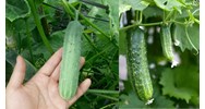 Điều kiện sản xuất dưa chuột an toàn như thế nào?