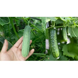 Điều kiện sản xuất dưa chuột an toàn như thế nào?