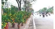 Có được lấn chiếm vỉa hè bán mai, quất vào dịp Tết?