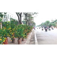 Có được lấn chiếm vỉa hè bán mai, quất vào dịp Tết?