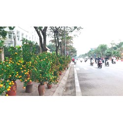 Có được lấn chiếm vỉa hè bán mai, quất vào dịp Tết?