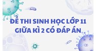 Đề thi Sinh học lớp 11 Giữa kì 2 có đáp án mới nhất