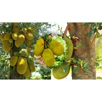 Thuyết minh về cây Mít chọn lọc hay nhất