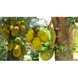 Thuyết minh về cây Mít chọn lọc hay nhất